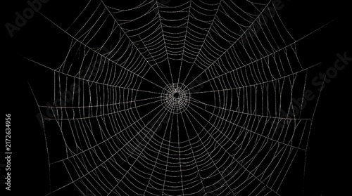 Spider web isolated on transparent background. Realistic delicate cobweb with radial silk threads and intricate circular pattern. Halloween decoration element, spooky spiderweb design for horror theme
