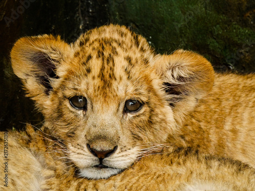 Quadro su tela A cute, silly lion cub face close-up, an animal portrait that melts your heart