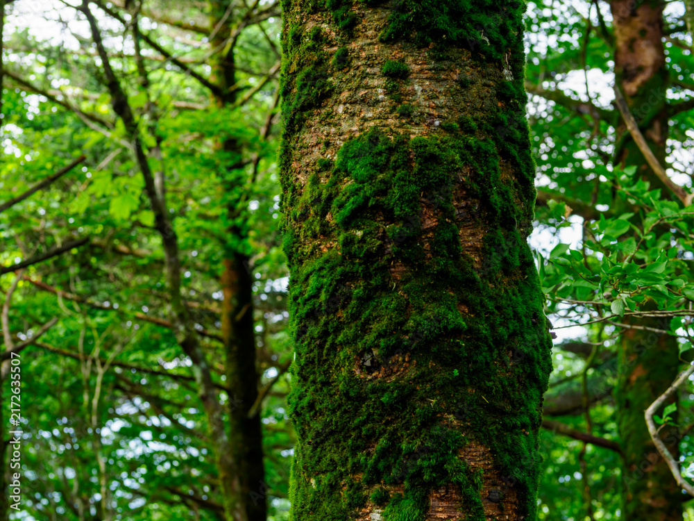 Obraz premium 緑豊かな山地に広がる苔むした樹木と笹に覆われた静かな天然林の風景