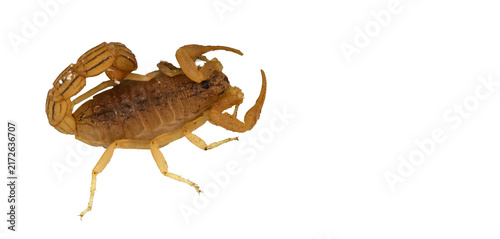 Foto Compact juvenile yellow desert scorpion viewed from top angle isolated on transp