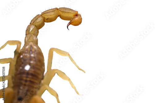 Photography High angle macro of yellow scorpion back plates and arched telson isolated on tr