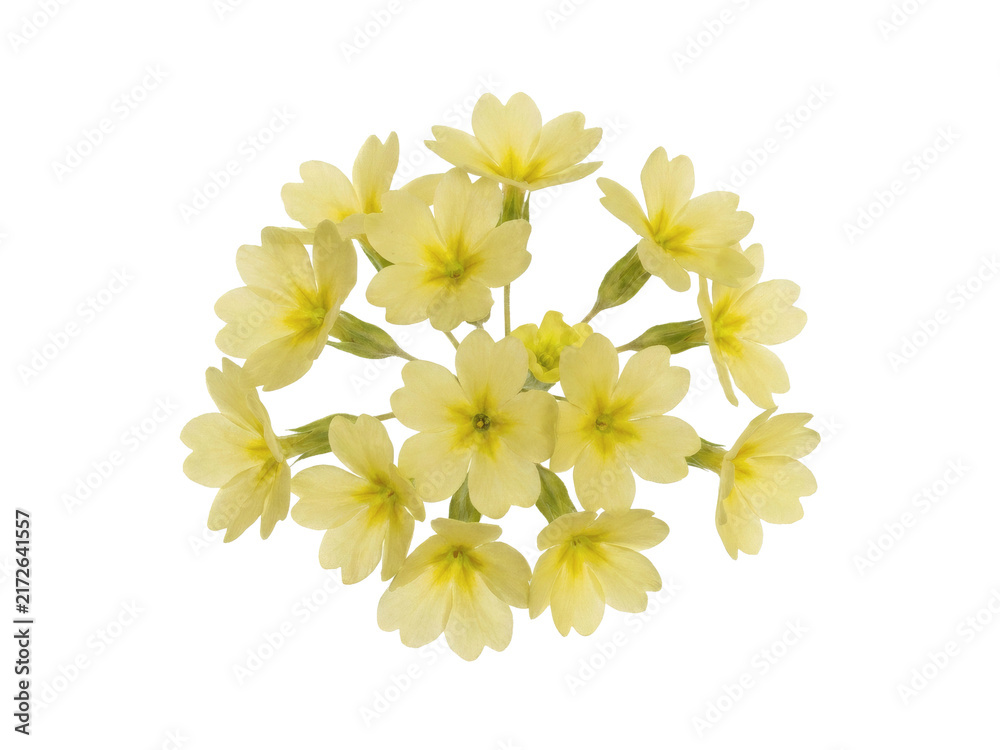 Fototapeta premium Pressed Soft Yellow Primula Flower Cluster on Cream Paper.