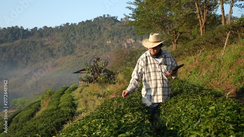 VDO 4K The owner of a world-class tea plantation inspects the quality and growth of tea leaves on his cold-weather farm.	
