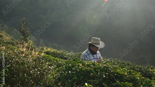 VDO 4K The owner of a world-class tea plantation inspects the quality and growth of tea leaves on his cold-weather farm.	
