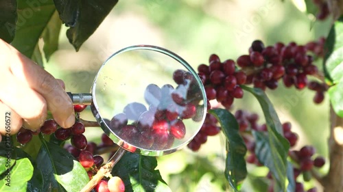 VDO 4KCoffee beans borne on trees in farms and gardens, raw coffee beans in the growing season and drops of water in the morning	