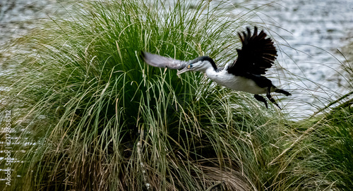 Obraz na plátně New Zealand Pied Shag / Karuhiruhi in flight