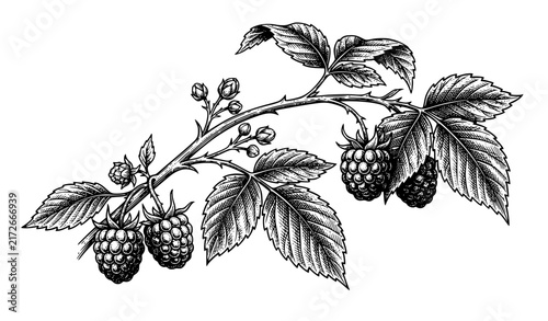Antique Raspberry Branch Engraving Hand Drawn Ink Vector Illustration