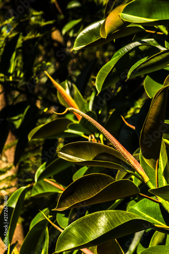 Bild auf Leinwand Close up of a rubber plant (Ficus elastica) sprout with vibrant green leathery l