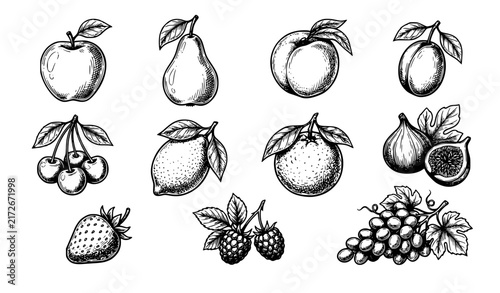 Vintage Hand Drawn Fruit Sketch Collection Botanical Ink Vector Illustration