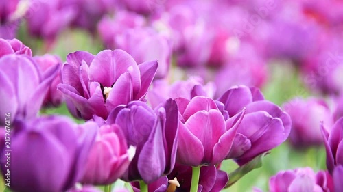 Beautiful purple tulips blooming gracefully in a field, creating a stunning floral carpet with soft sunlight and rich spring colors in full bloom.