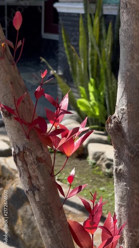Close Up of Vibrant Red New Leaves on Pucuk Merah Plant