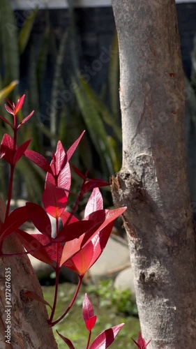 Fresh Red Young Shoots Growing on Pucuk Merah Plant