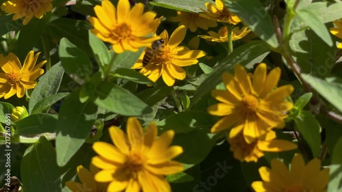 Honey Bee Feeding on Nectar of Egyptian Starcluster Flower
