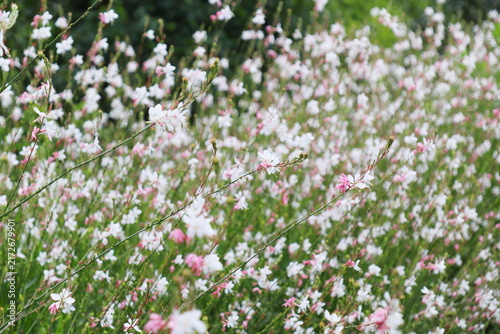 白にピンク色の混じるガウラの花