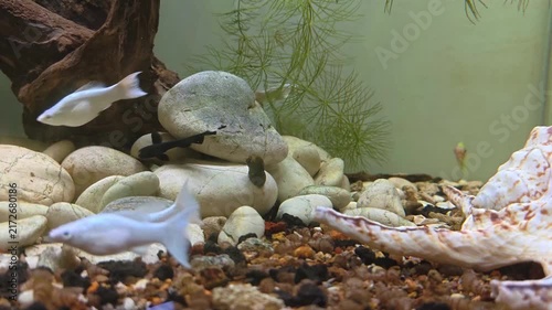 Video of Tiny black fish darting through gravel and driftwood. Small clay pots sit on the tank floor. Natural, muted tones evoke quiet underwater serenity. Fish swim near roots and stones with calm 