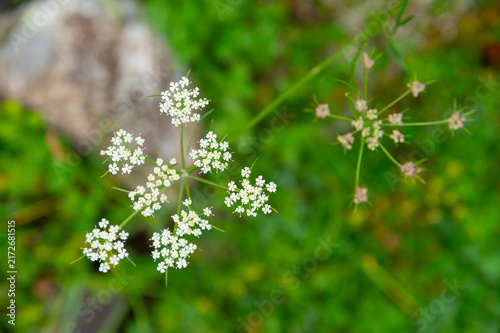 Cuadro en lienzo Small white wild flowers growing in green vegetation