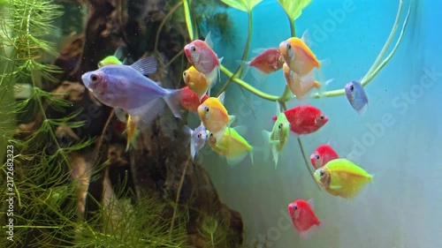 4K Footage of Colorful tropical fish swimming freely in clear aquarium water. Graceful plants and rocky terrain form a natural underwater backdrop. Vibrant hues of red, blue, yellow, and purple create