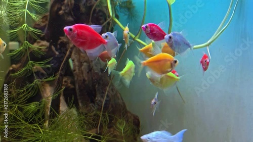 4K Footage of Colorful tropical fish swimming freely in clear aquarium water. Graceful plants and rocky terrain form a natural underwater backdrop. Vibrant hues of red, blue, yellow, and purple create