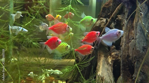 Video of Colorful fish swimming through green aquatic plants and driftwood. Bright hues of red, orange, and green create a lively scene. Fish dart among branches and grasses in a natural setup. 4K 