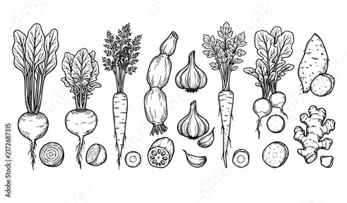 Root Vegetables Black and White Line Art Vector Collection with Garlic