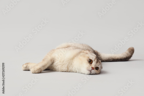 Obraz na płótnie Cute Scottish fold cat lying on grey background
