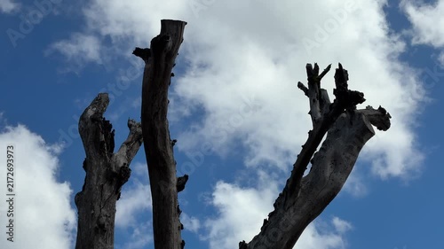 Bare Tree Silhouettes Against a Blue Sky with White Clouds
