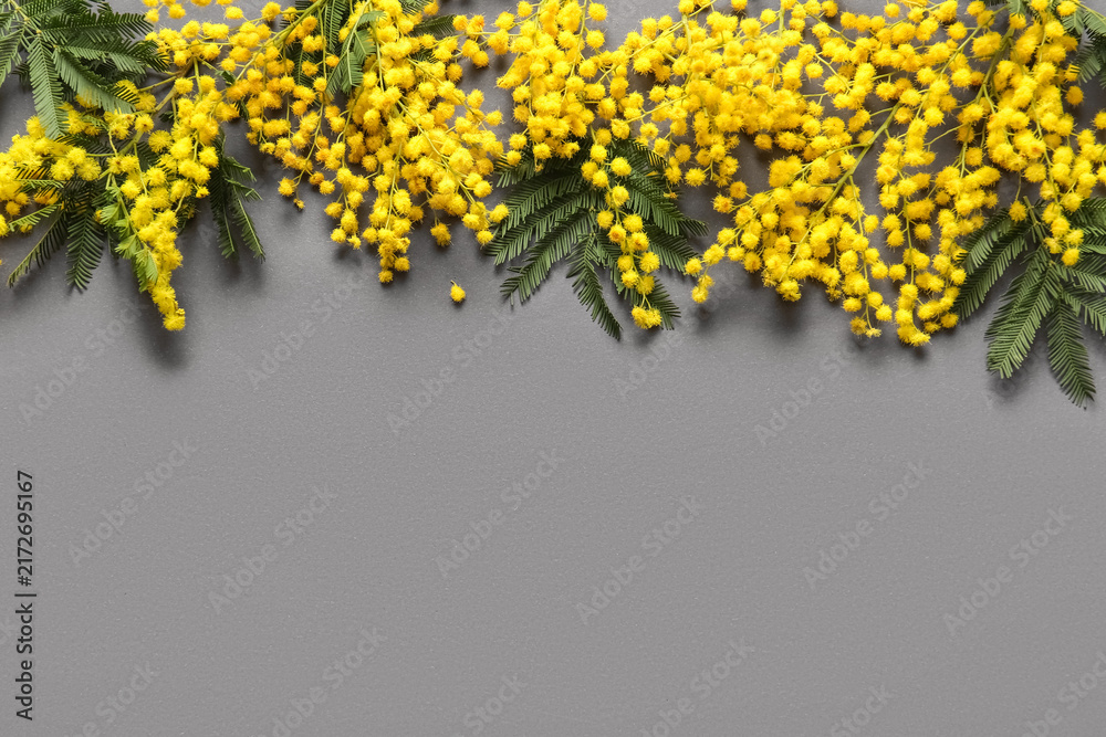 Naklejka premium Beautiful yellow mimosa flowers on grey background