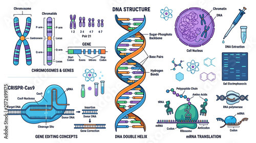 Educational Infographic Set Illustrating Molecular Genetics and DNA Structure Concepts