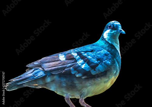 Colorful Blue Gray Tanager Bird