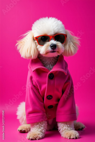 Portrait of a cute toy poodle wearing a pink coat and sunglasses on a pink background