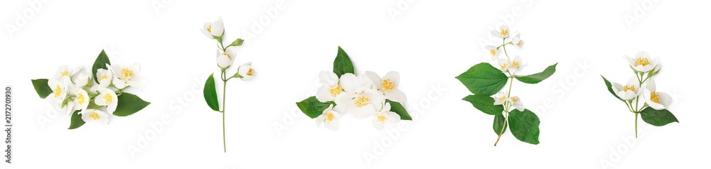 Obraz premium Jasmine flowers and leaves, natural beauty and aromatherapy concept, floral pattern for wellness and spa products isolated on white background