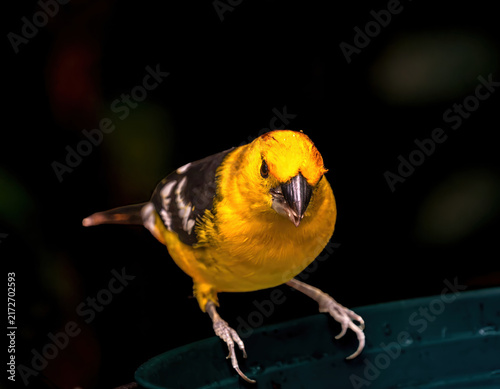 Colorful Golden Bellied Grosbeak Bird