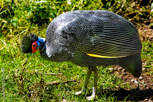 Colorful Eastern Crested Guinea Fowl Ground Bird