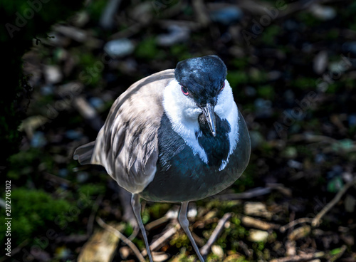 Colorful Spur-winged Lapwing Plover
