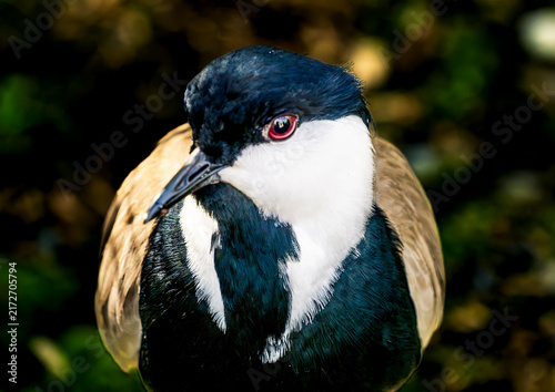 Colorful Spur-winged Lapwing Plover