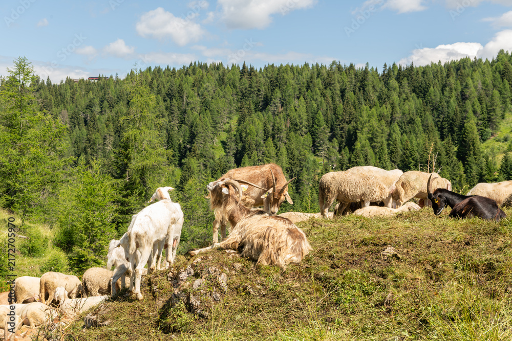 Fototapeta premium Col dei Baldi, Italy. Sheep and goats grazing on a sunny alpine pasture in the Dolomites