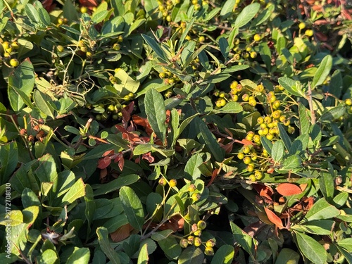 Cotoneaster bush with unripe berries in summer