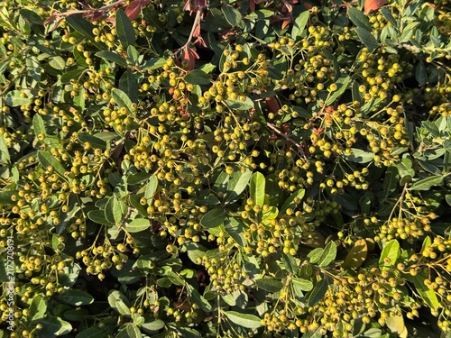 Cotoneaster bush with unripe berries in summer