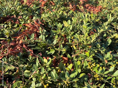 Cotoneaster bush with unripe berries in summer