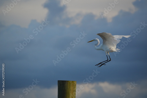 Florida Wildlife Egret Drops Landing Gear