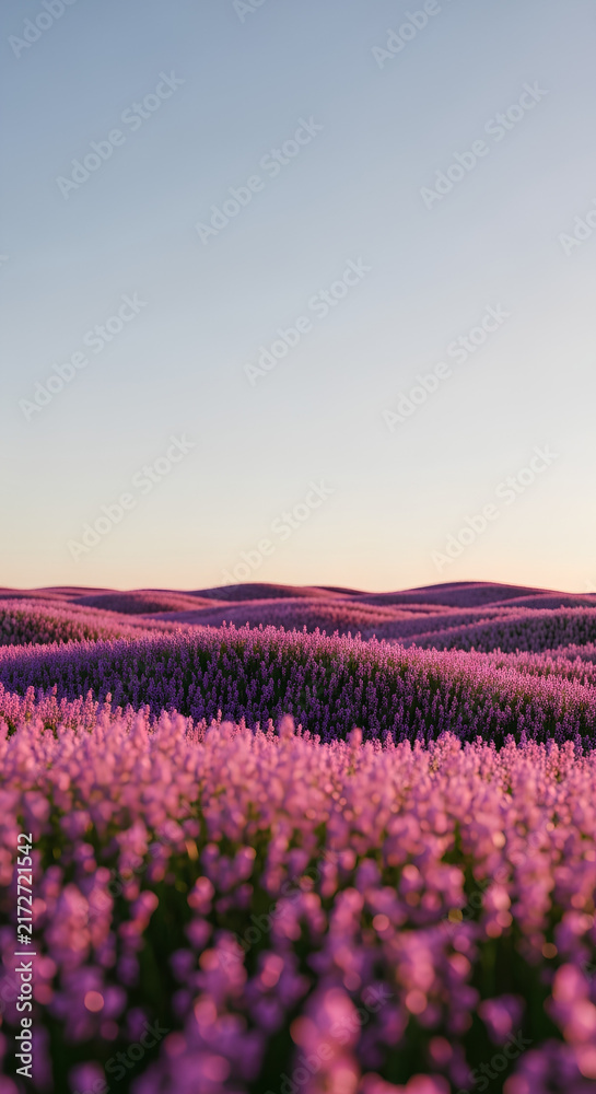 Obraz premium Rolling Hills of Purple Lavender Flowers at Sunset
