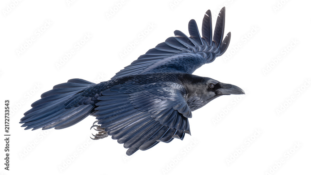Fototapeta premium Dark blue raven bird with spread wings flying, isolated on transparent background