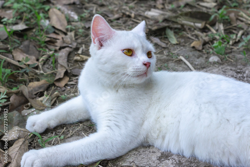 Plakat Alert white cat resting on dry ground looking intently to the side.