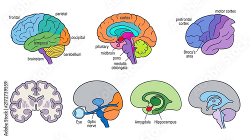 Human Brain Anatomy Diagrams and Sections