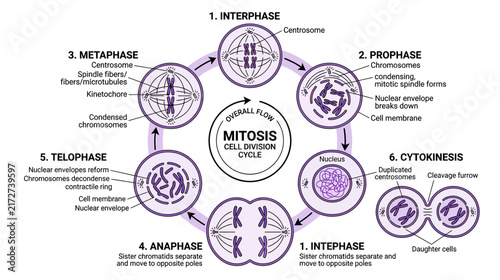 Mitosis Cell Division Cycle Diagram