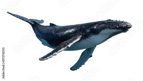 Fotografie Majestic humpback whale with dark skin and white markings, isolated on transpare
