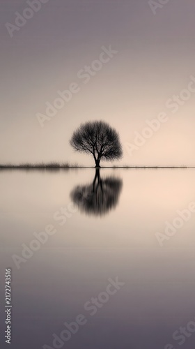 A solitary tree reflected in a calm body of water.
