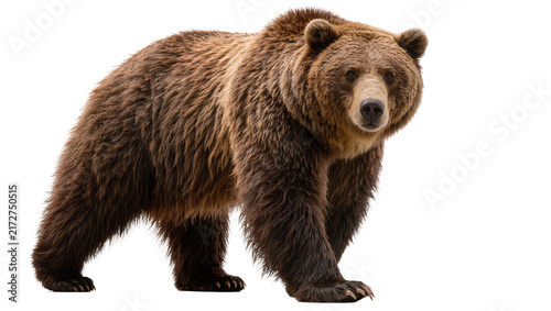 Foto Brown grizzly bear walking forward, isolated on transparent background