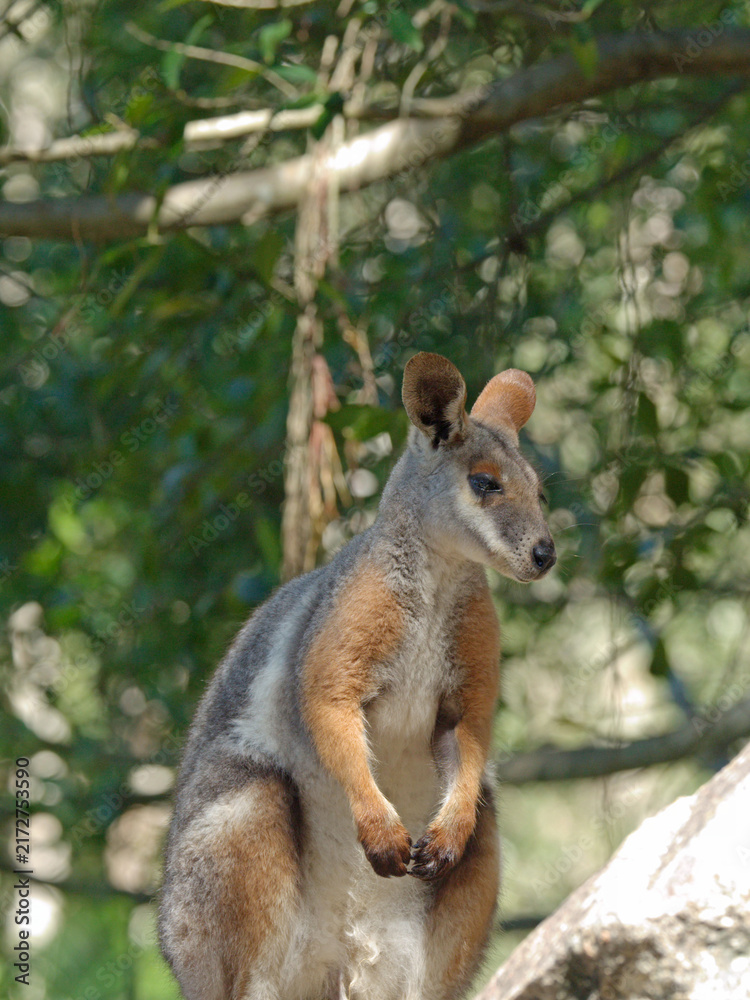 Naklejka premium Yellow-Footed Rock Wallaby Standing on a Rocky Outcrop