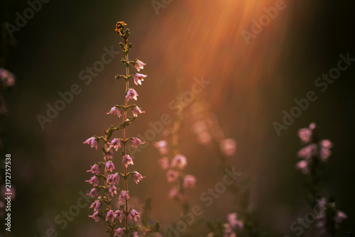 Warm golden sun rays shining through blooming purple heather flowers in a peaceful morning, ideal for wellness and atmospheric background